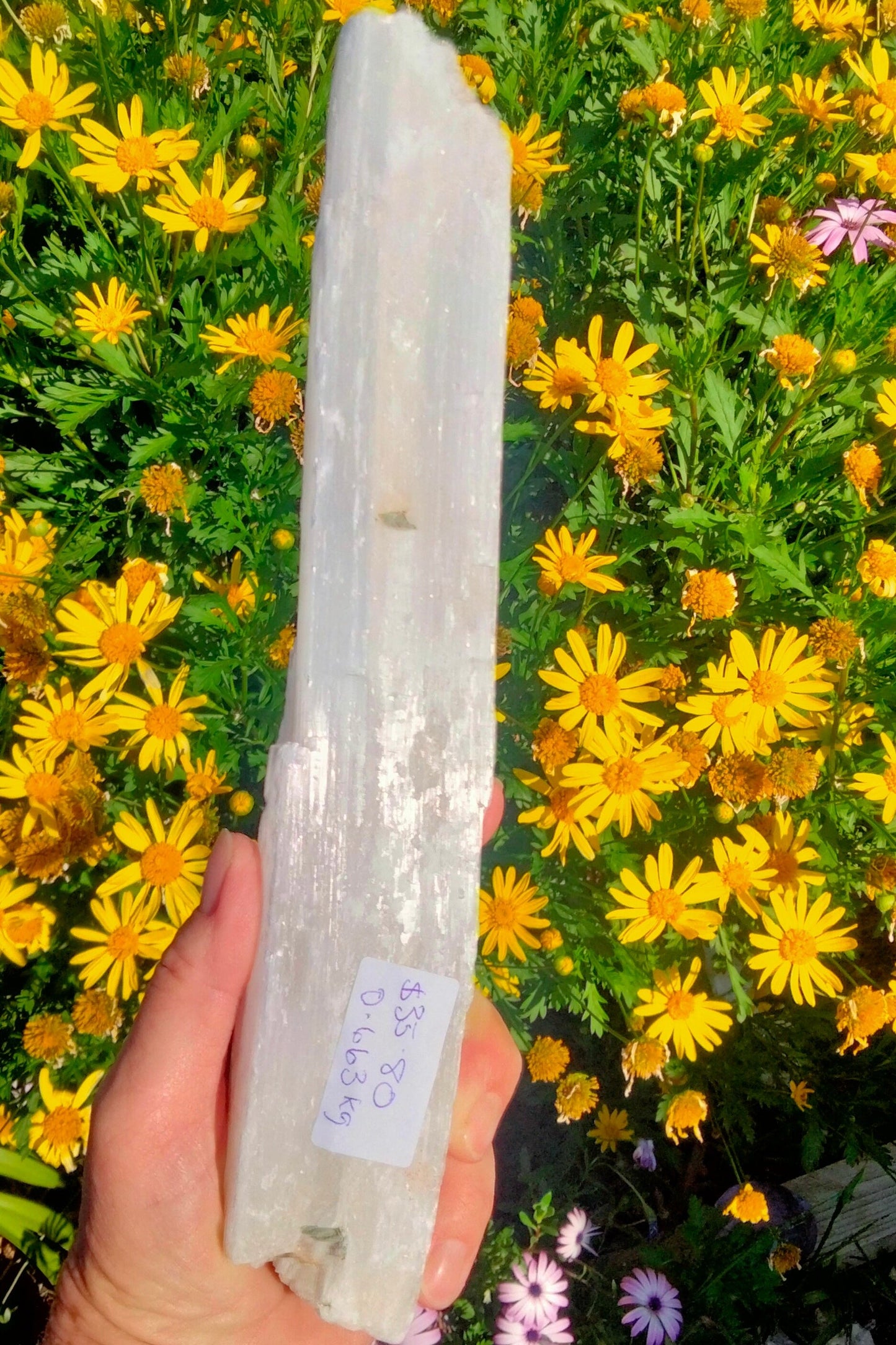 ✨Large 26cm Raw Selenite Wands – Unlock the Power of Clarity & Healing ✨