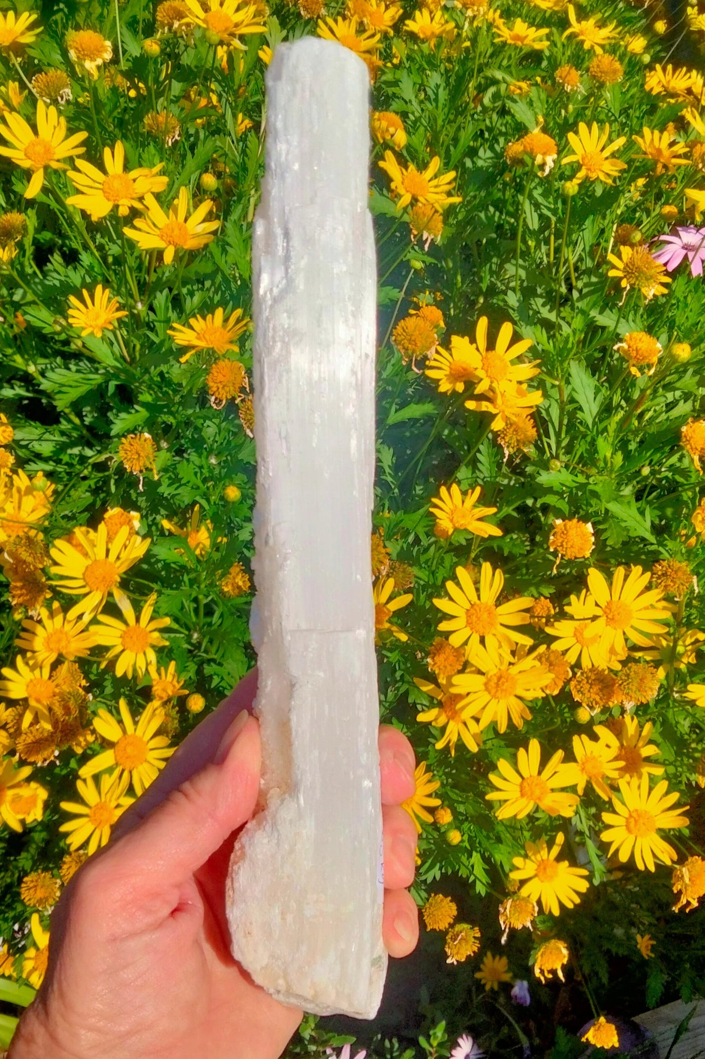 ✨Large 26cm Raw Selenite Wands – Unlock the Power of Clarity & Healing ✨