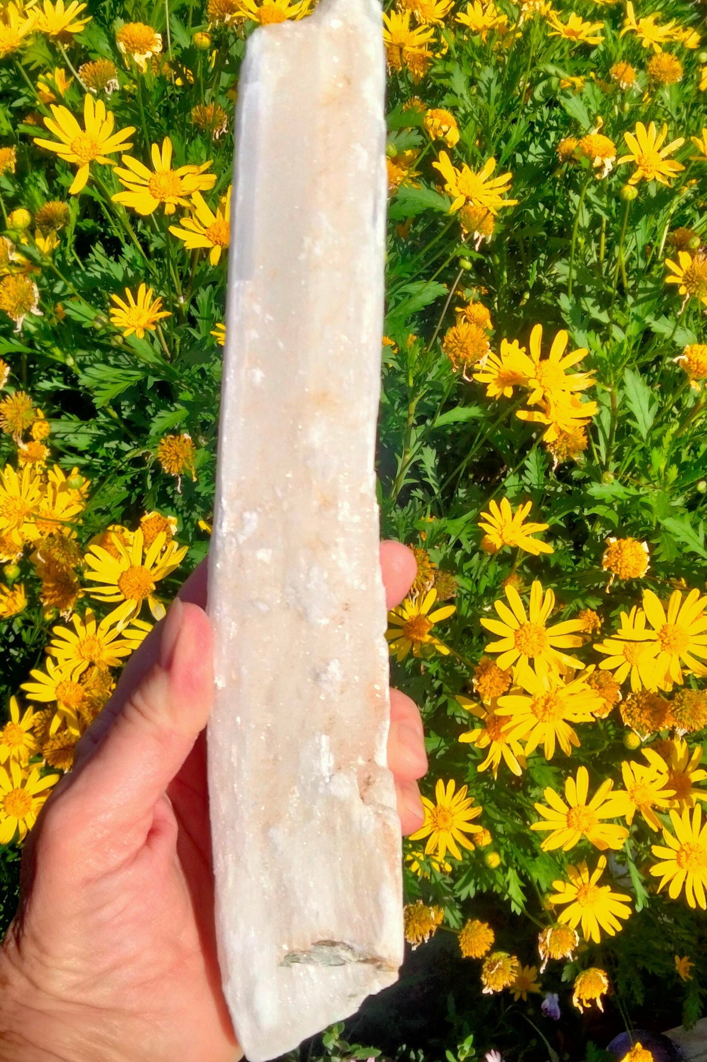 ✨Large 26cm Raw Selenite Wands – Unlock the Power of Clarity & Healing ✨