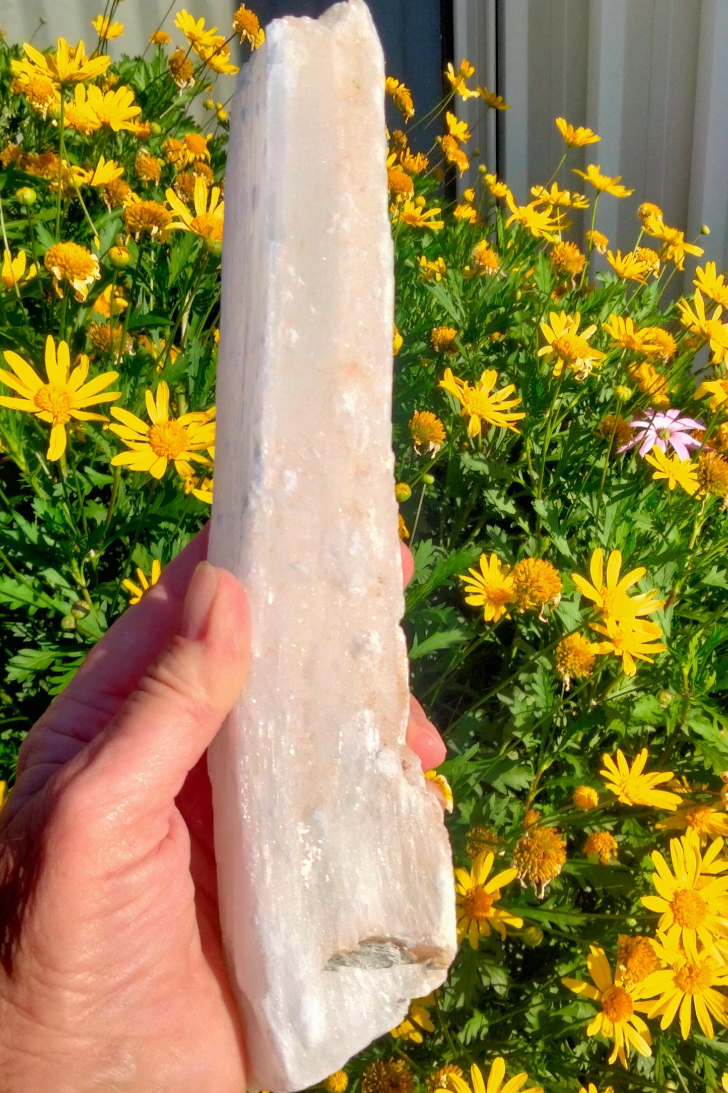 ✨Large 26cm Raw Selenite Wands – Unlock the Power of Clarity & Healing ✨