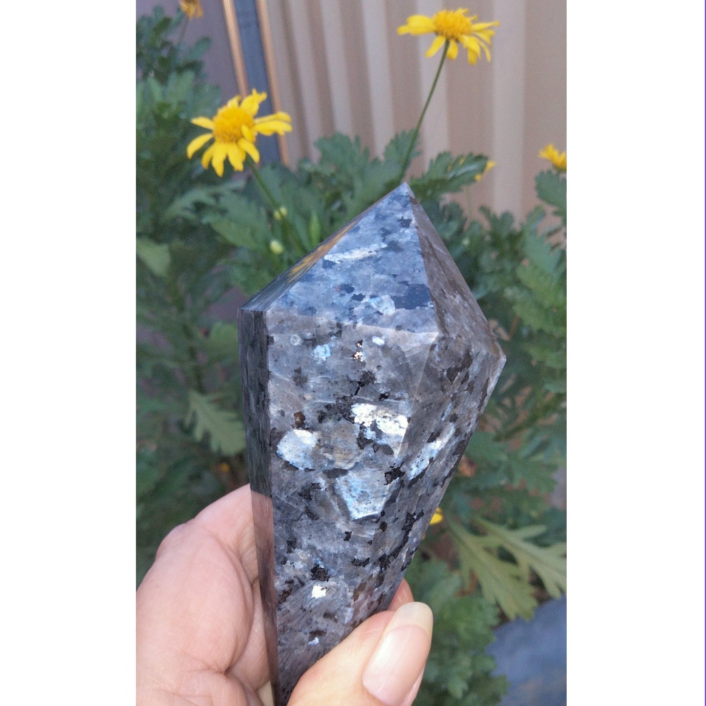 Last One Available Large Larvikite Pendulum Point with blue feldspar Flash. - Gold Mountain Crystals